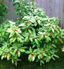 Japanische Aukube ´VARIEGATA´ 15-20 cm, Cont. 2,5 l Produktbild-Vorschau 7