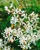 Amelanchier arborea 'Robin Hill', Felsenbirne, rosa Blüten, Produktbild-Vorschau 5
