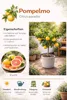 Citrus Paradisi – drzewko grejpfrutowe 70–100 cm – roślina Podgląd zdjęcia produktu 2