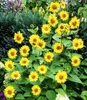 BALDUR Garten 2x Winterharte Sonnenblume SunCatcher®, Produktbild-Vorschau 3