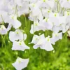 Miesozerna roslina - Waz wodny - Utricularia livida - Podgląd zdjęcia produktu 3