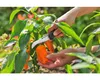 Gardena VeggieCut forbici da potatura Nero, Verde Anteprima dell’immagine prodotto 14