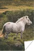MuchoWow® Poster Pferd - Gras - Weiß 60x90 cm - Produktbild-Vorschau 1
