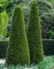 Dehner Thuja Smaragd, immergrün, ca. 100-125 cm, 9.9 l Produktbild-Vorschau 4