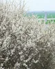 Prunus spinosa, Schlehdorn, 60–100 cm, dornig, heimisch Produktbild-Vorschau 9