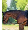 A brown horse wearing a bridle and training reins in an outdoor setting with trees in the background. Produktbild-Vorschau