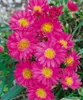 Aster novi-belgii 'Royal Ruby', Glattblatt-Aster, rubinrot, Produktbild-Vorschau 1