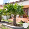 Bloomique - Trachycarpus Wagnerianus - Palma wachlarzowata Podgląd zdjęcia produktu 2