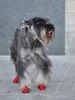 Pawz wasserfeste Hundeschuhe aus Naturkautschuk im Produktbild-Vorschau 8