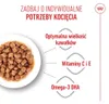 Royal Canin Kitten Jelly, Kotě, Kuřecí maso, 85 g Náhled obrázku produktu 22