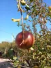 Drzewo granatu Sunny Tree XXL, Punica Granatum, 240 cm, Podgląd zdjęcia produktu 4