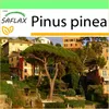 SAFLAX Garden to go - Stredomorská borovica - Pinus pinea - Náhľad obrázku produktu 10