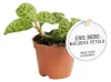 Gardners Macodes petola Jewel orchid, průměr 6 cm Náhled obrázku produktu 1