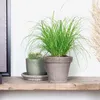Bloomique - Cyperus Zumula - Katzengras Fertig Gewachsen - Produktbild-Vorschau 4