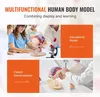 Anatomie des menschlichen Gehirns, 4-teiliges anatomisches Produktbild-Vorschau 6