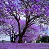 Jacaranda Mimosifolia - 10 ks semen - Rychlerostoucí - Náhled obrázku produktu 3