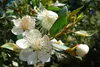SAFLAX  - Mirto - 30 semi - Con substrato - Myrtus Anteprima dell’immagine prodotto 8