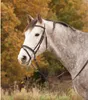 Star Diamond Snaffle Brown Cob Brown Cob Náhled obrázku produktu 3