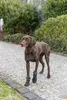 TRIXIE Pfotenschutz Walker Active Long - schwarz - ø 6–6,5 Produktbild-Vorschau 2