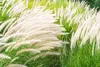 Stauden Gänge 3 x Imperata cylindrica im 1 Liter Topf - Produktbild-Vorschau 7