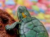 CALVENDO Puzzle Kleine Schildkröte | 2000 Teile Lege-Größe Produktbild-Vorschau 3