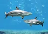 3 D Ansichtskarte Schwarzspitzenhaie, Haie, Fische Produktbild-Vorschau 1