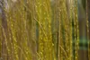 Salix alba 'Tristis', Trauerweide, gelbgrün, 100–150 cm Produktbild-Vorschau 8