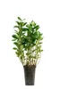 Aronia 'Viking' – 50–70 cm w doniczce – mrozoodporna, Podgląd zdjęcia produktu 1