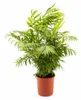 XXL Palma górska 90–100 cm – Chamaedorea elegans, roślina Podgląd zdjęcia produktu 4