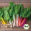 Samenliebe  Mangold Samen | Bright Lights - winterhart & Produktbild-Vorschau 4