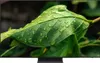A close-up of a green leaf with water droplets on it, displayed on a TV screen. Produktbild-Vorschau