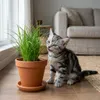 Bloomique - Lot de 3 - Cyperus zumula - Herbe à chat - Voir les images du produit 2