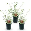 Green boutiQ - Gartenpflanze - Buddleja davidii Royal Red - Produktbild-Vorschau 1