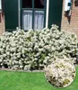 A flowering shrub in front of a house with green shutters and a window. Produktbild-Vorschau