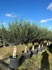 A row of potted olive trees in a nursery or garden center. Produktbild-Vorschau