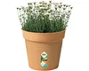 elho green basics Anzuchttopf 30cm - mild tonrot Produktbild-Vorschau 4
