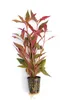 Papageienblatt breitblättrig - Alternanthera reineckii rot Produktbild-Vorschau 4