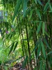 Fargesia jiuzhaigou 1 80/100 cm hoch, im 3 Liter-Topf Produktbild-Vorschau 1