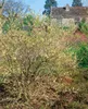 Lonicera purpusii 'Winter Beauty', Duft-Heckenkirsche, Produktbild-Vorschau 2