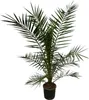 Trendyplants - Phoenix Canariensis - Výška 150-170 cm - Náhľad obrázku produktu 1