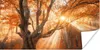 MuchoWow® Poster Baum - Natur - Herbst 40x20 cm - Poster Produktbild-Vorschau 1