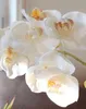 artplants.de Phalaenopsis künstlich TIALDA, Sukkulenten, Produktbild-Vorschau 2