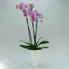 Set2 2 Keramik Blumentopf Rhodos für Orchideen weiss H 17 Produktbild-Vorschau 2