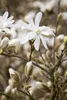 Magnolia stellata 'Royal Star', Sternmagnolie, weiß, 80–100 Produktbild-Vorschau 1