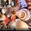 ShiftCam - Lensultra 10x Macro tradizionale Anteprima dell’immagine prodotto 6