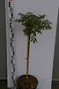 Euonymus alatus Compactus - Korkflügelstrauch Compactus - Produktbild-Vorschau 1