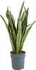Bloomique - Sansevieria Laurentii - Język teściowej - Podgląd zdjęcia produktu 1