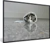 MuchoWow® MuchoWow® Gerahmtes Poster Katze - Teppich - Produktbild-Vorschau 1