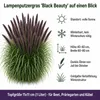 Stauden Gänge 1 x Pennisetum alopecuroides 'Black Beauty' Produktbild-Vorschau 7