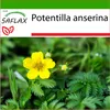 SAFLAX - cinquefoil - Potentilla anserina - 20 Semená - S Náhľad obrázku produktu 9